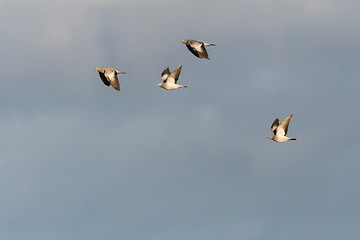 Image showing Migrating Stock Doves