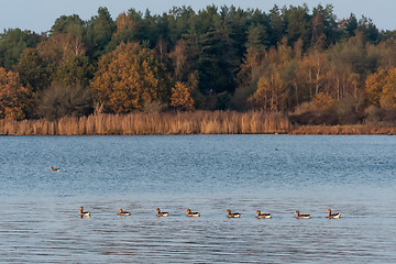 Image showing Greylag Geese swimming in a line by fall season