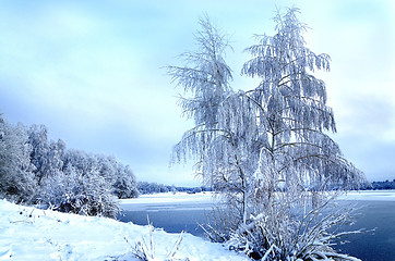 Image showing Winter landscape with trees, covered with hoarfrost and lake vie