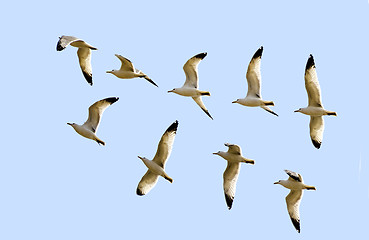 Image showing Flight of the gulls