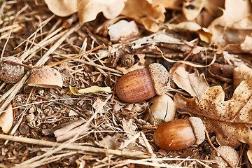 Image showing Acorn on the ground