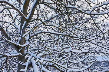 Image showing Tree branches with fresh snow