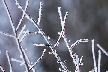 Image showing Icy Frosted Branches