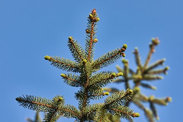 Image showing Pine Tree Closeup