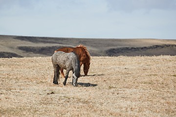 Image showing Horse grazing in Iceland