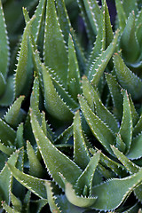 Image showing Green succulent leaves background.