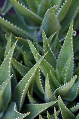 Image showing Green succulent leaves background.