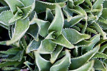 Image showing Green succulent leaves background.