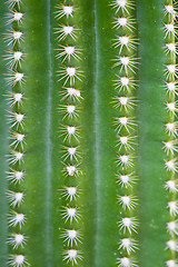 Image showing Closeup view of green cactus as a background.