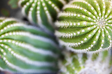 Image showing Cactus macro image, selective focus.