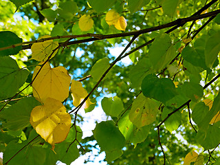 Image showing Green and yellow leaves of linden in early autumn