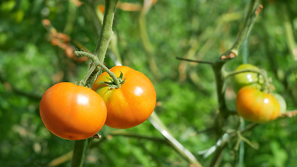 Image showing Tomatoes ripening outdoors