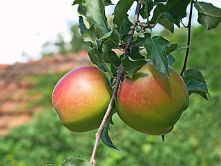 Image showing Two ripen apples hanging on thin twig