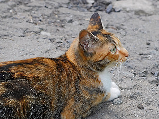 Image showing Red and white tabby kitten outdoors 