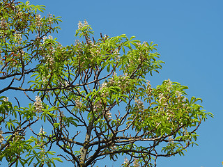 Image showing Chestnut tree secondary flowering in August
