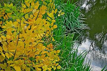 Image showing Small tree with yellow leaves on river bank