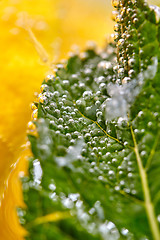 Image showing Macro photo of mint leaf with bubbles in a glass with water and lemon. Summer cooling drink