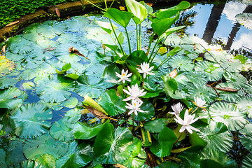 Image showing lily pond with white water lilies