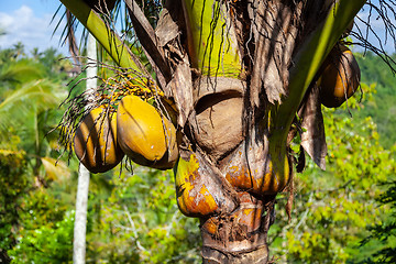 Image showing Coconuts growing on a coconut palm in Bali