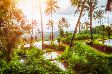 Image showing rice field at Bali Indonesia