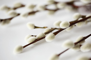 Image showing close up of pussy willow branches on white