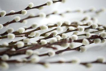 Image showing close up of pussy willow branches on white