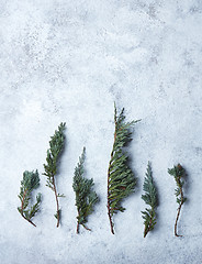 Image showing conifer tree branches on a blue painted background