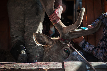 Image showing Cutting antlers of Altaic stag maral