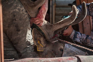 Image showing Cutting antlers of Altaic stag maral