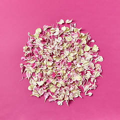 Image showing Round pattern of flowers petals on a magenta background.