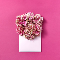 Image showing Post card with pink carnation flowers in an envelope on a magenta background.