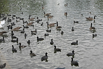 Image showing Birds in Lake