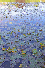 Image showing Water Lily