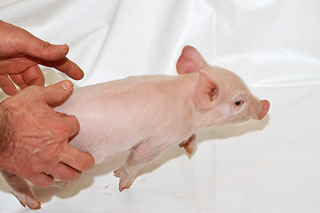 Image showing Catch Piglet