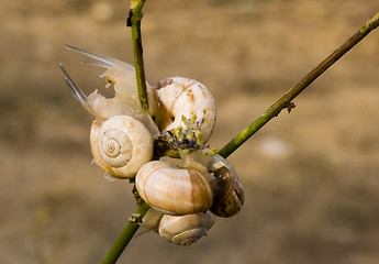 Image showing Couple of snails