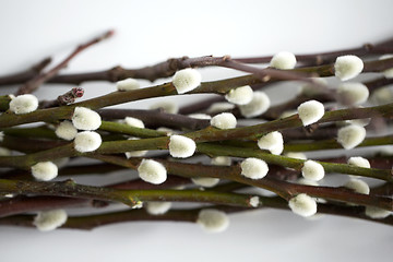 Image showing close up of pussy willow branches on white