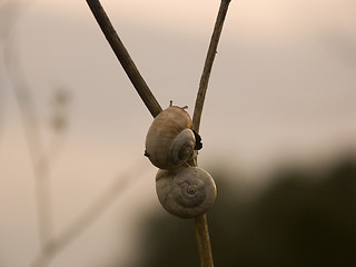 Image showing Snail eyes