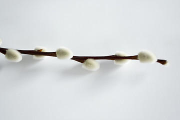 Image showing close up of pussy willow branch on white