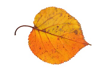 Image showing Autumn leaf on white