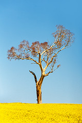 Image showing Gum tree standing tall amond the flowering canola