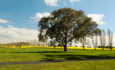 Image showing Rural countryside farming fields of Australia in spring