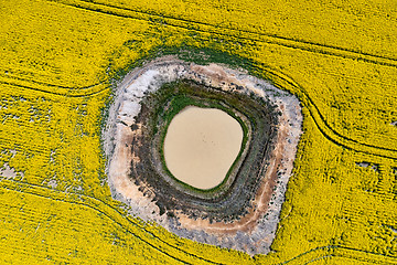 Image showing Aerial canola field views down onto diminishing waterhole