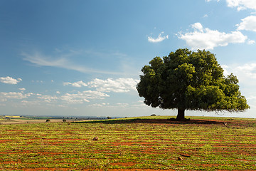 Image showing Irregular tree in rural field