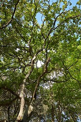 Image showing Spring Green Leaves, Sunny Weather