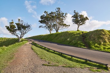 Image showing Green trees in a park