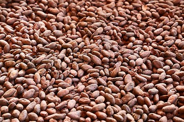 Image showing Cocoa beans picked by hand