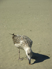 Image showing Seabull meal