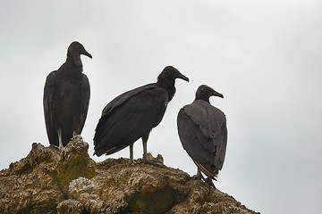 Image showing Black vultures on a cliff