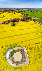 Image showing Panoramic aerial views of canola and grazing fields in rural Aus