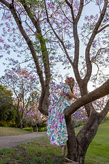 Image showing A woman sits in the branch of a tree admiring purple Jacaranda f
